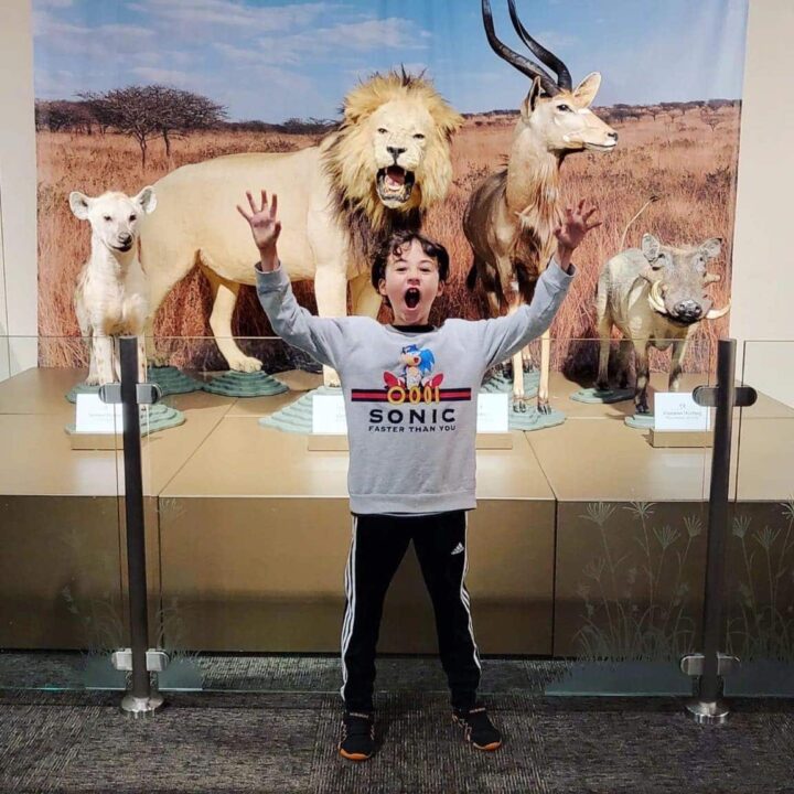 Boy posing with arms up in front of taxidermied animals, including a lion, antelope, and warthog, in a museum display.