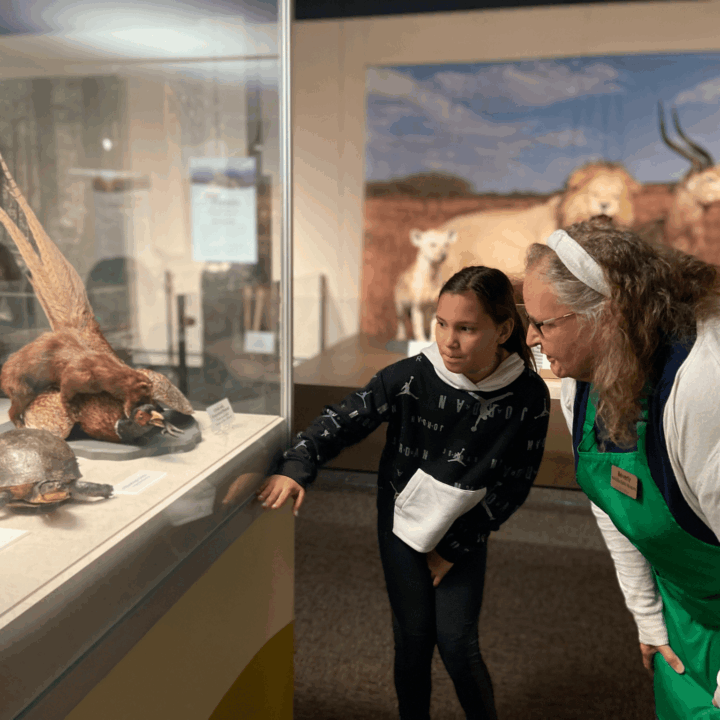 A young girl and an older woman examine a museum exhibit with taxidermied animals.