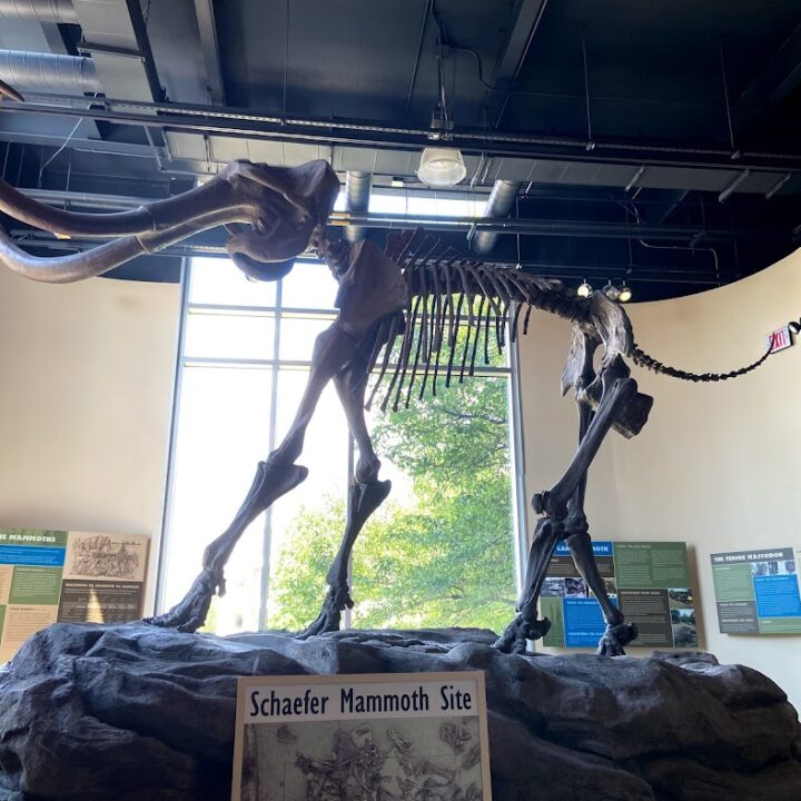 Mammoth skeleton on display