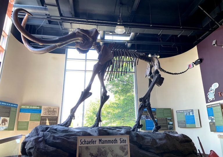 Mammoth skeleton on display
