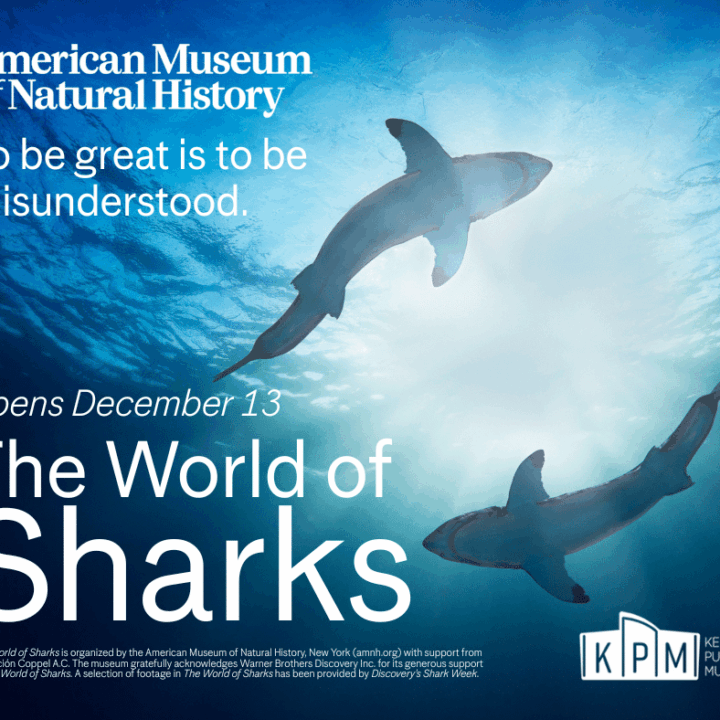 Promotional poster for "The World of Sharks" exhibit featuring two sharks swimming underwater with light filtering down, with text and logos overlaying the image.